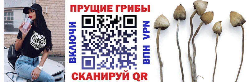 Псилоцибиновые грибы Cubensis  Урень 